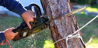 Best Tree Disease Treatment  in Wagoner, OK