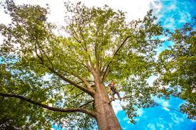 Best Tree Cabling and Bracing  in Wagoner, OK