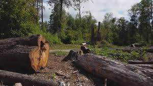 How Our Tree Care Process Works  in  Wagoner, OK