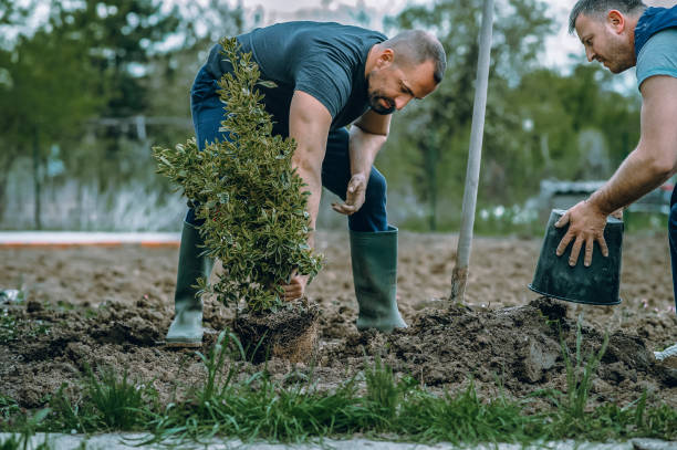Best Fruit Tree Pruning  in Wagoner, OK