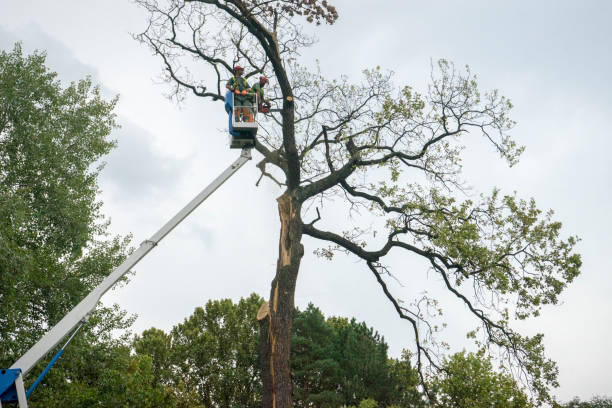 Best Tree Preservation Services  in Wagoner, OK
