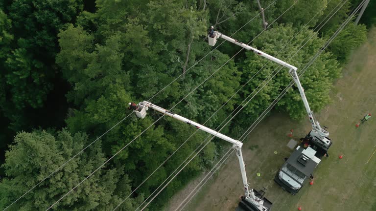 Trusted Wagoner, OK Tree Services Experts
