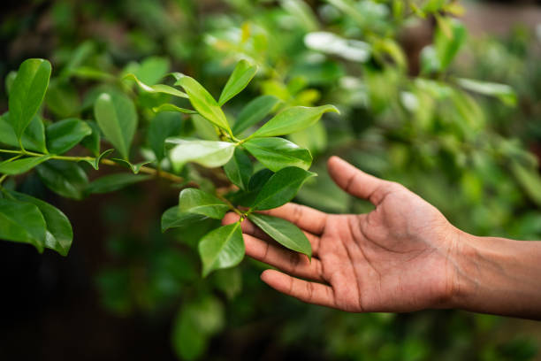 Best Commercial Tree Services  in Wagoner, OK