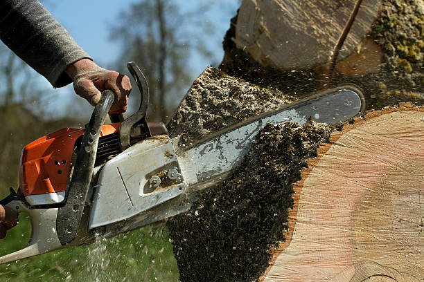 Best Arborist Consultation Services  in Wagoner, OK